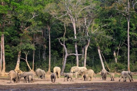 WWF: Σε 40 χρόνια ο άνθρωπος εξαφάνισε τα μισά άγρια ζώα του πλανήτη