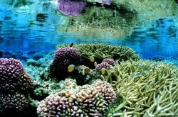 «Αστήρικτες» οι προειδοποιήσεις για τις επιπτώσεις της κλιματικής αλλαγής στα κοράλλια 